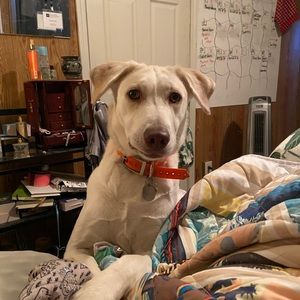 Meet your Posher, Jasmine